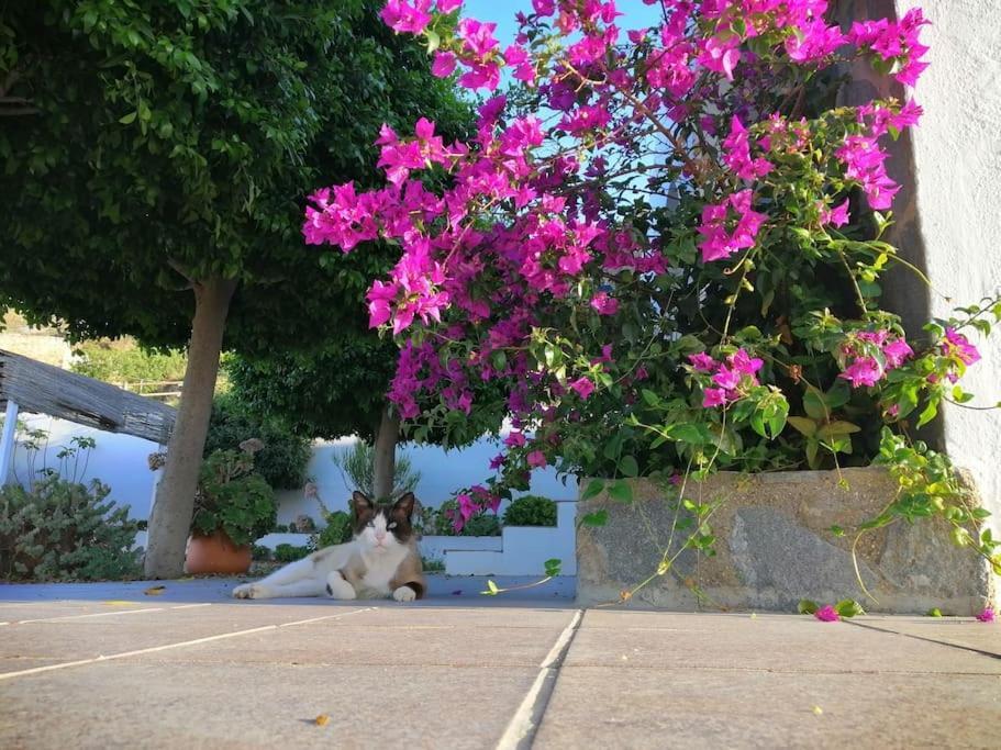 Casa Jardin. Vivienda Rural En Zona Tranquila. Villa Lucainena de las Torres Eksteriør bilde