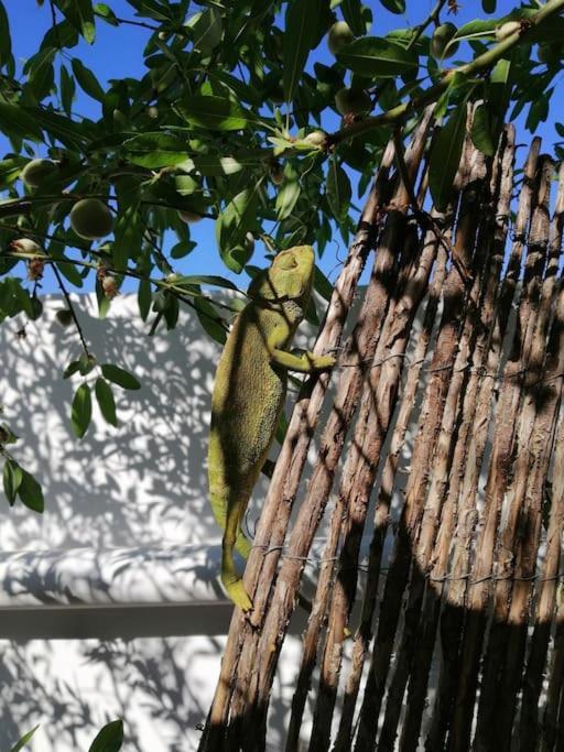 Casa Jardin. Vivienda Rural En Zona Tranquila. Villa Lucainena de las Torres Eksteriør bilde