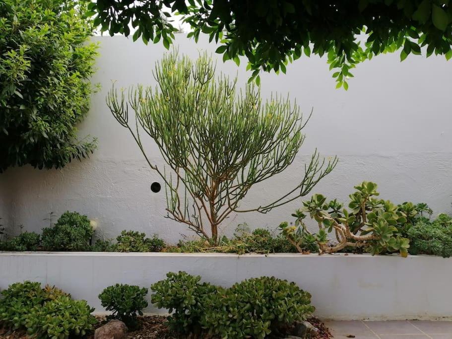 Casa Jardin. Vivienda Rural En Zona Tranquila. Villa Lucainena de las Torres Eksteriør bilde